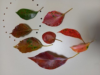 紅葉の葉っぱを並べた写真