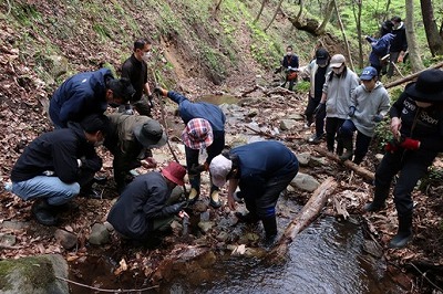 Observing salamanders in the river