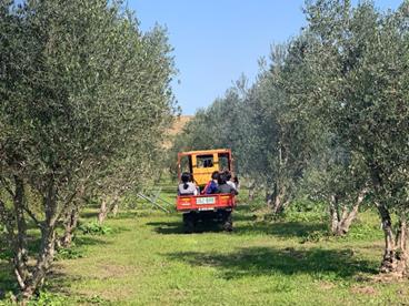 Photo of  the olive orchard