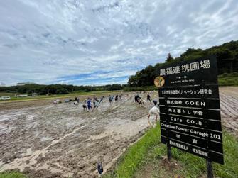 Photo of a rice field