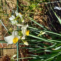 花壇の水仙