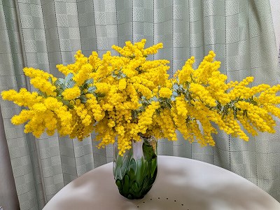 緑色の花瓶にたっぷりと飾られた、鮮やかな黄色のミモザの花（ご近所のお宅から頂いたもの）