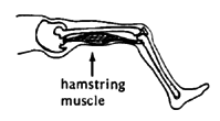 hamstring Muscle