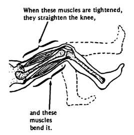 When these muscles are tightened, they straighten the knee, and these muscles bend it.