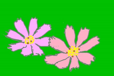 マリさんが描いたコスモスの花
